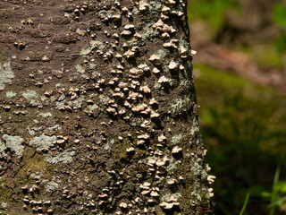 小さなキノコが無数に生えた木の幹