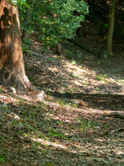 木漏れ日が射し込む山道の風景