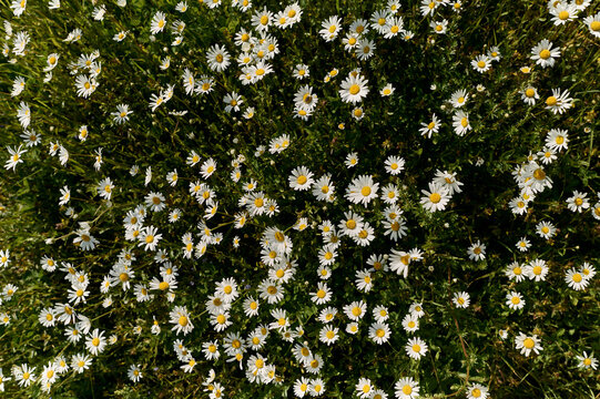 Field of blooming daisies from above