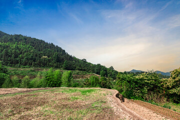 mountain landscape in the summer