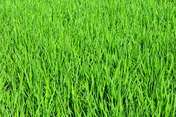 A background image of lush green aquatic plants in summer