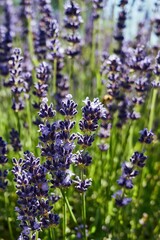 Naklejka premium Field of lavender flowers with a blue sky in the background. Vertical background. Wallpapers phone.