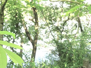 森林