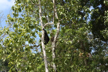 gibón, bosque, zoo, australia, hojas, blanco,chango , mono araña,arbol, bosque,Ecosistema Guatemala