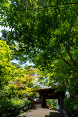 鎌倉2584　円覚寺11　総門＆緑もみじ