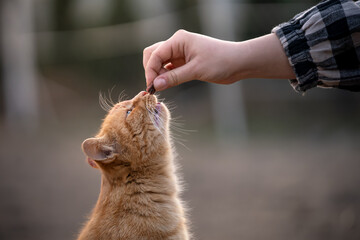 Rudy kocur bierze smakołyk z ręki