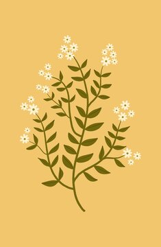 Illustration of a chamomile branch