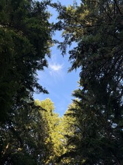 Sky framed by tall evergreen trees