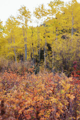 Golden aspen trees with orange undergrowth in autumn forest