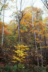 Autumn forest with colorful foliage and single yellow sapling