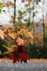 Red and yellow autumn leaves hanging from tree branch