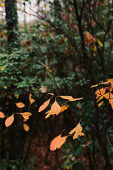 Orange autumn leaves against green forest background
