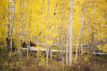 Dense grove of golden aspen trees with white trunks in autumn
