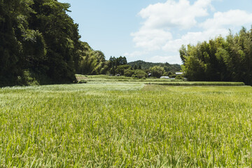 日本の夏の田舎の風景