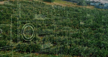 Showing aerial orchard using grid overlays, panels, identifier 6206-373-5-43 over plantation rows