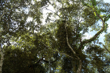 森の中で空を見上げていたときの景色