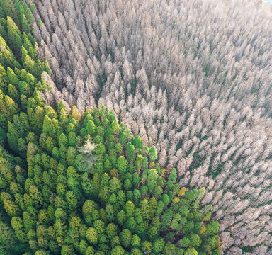 Conifer Forest Fire Devastation Aerial View