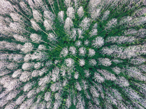 Aerial View of Burned Pine Forest with Dry Tree Skeletons