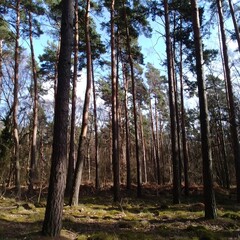 Sunlit pine forest floor