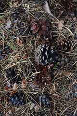 Pile of pine cones on the ground. Vertical composition ideal for phone wallpaper or minimal nature backgrounds.