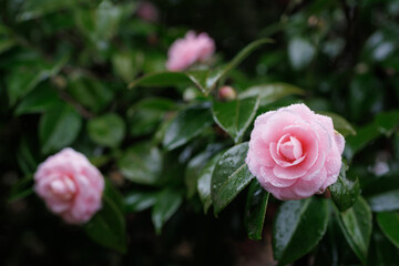 雨に濡れたツバキ