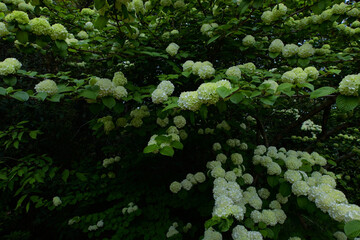 満開のオオデマリ