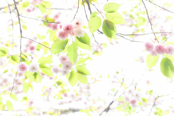 見上げる満開の八重桜