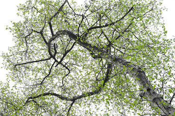 コブシの木の若葉