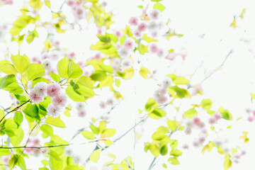 見上げる満開の八重桜