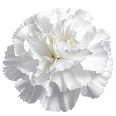Single white carnation flower isolated on black background