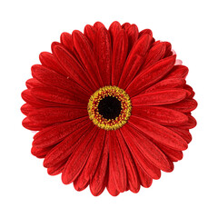 Vibrant red gerbera daisy isolated on black background