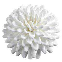 White dahlia flower isolated studio shot