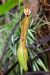A pitcher plant