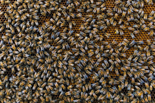 Dense cluster of bees on honeycomb surface