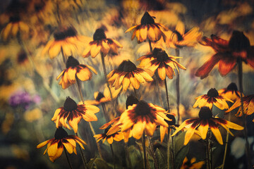 Jeżówka © Siwy2224