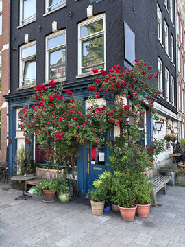 rose bush in front of house