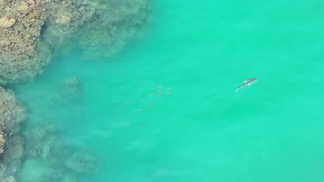 Giant Trevally swimming in open blue water