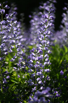 Purple False Indio Flowers In Bloom