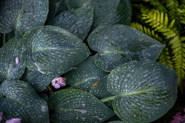 Close up of Blue Hosta Leaves with Raindrops