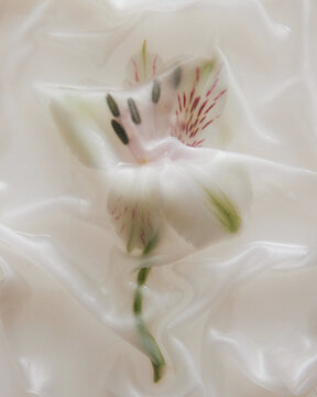 Trapped flowe