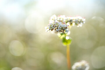 陽に輝く蕎麦の花