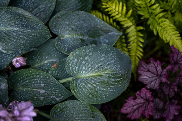 Close up of Blue Hosta Leaves with Raindrops