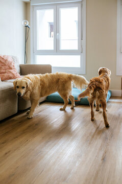 Golden Retrievers Indoors