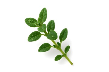 Fresh green thyme leaves from Indonesia, popular in Japan and the Netherlands for culinary and herbal uses, perfect for food photography, kitchen decor, and gourmet ingredient stock images.
