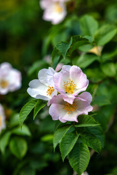 Wild Rose Bloom in Morning Light. Rosa canina.
