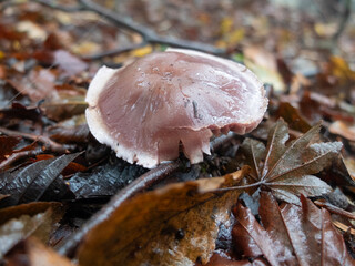 雨の森の中の、茶色いキノコ
<A brown mushroom in the rainforest,Mt.furusobosan,Japan.>