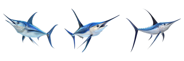 Three blue fish swimming in the ocean