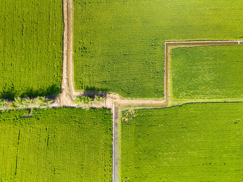Lush Green Paddy Field Aerial View Geometric Plots