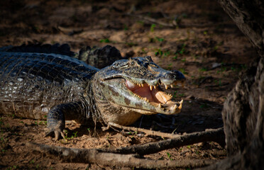Jacaré Pantanal