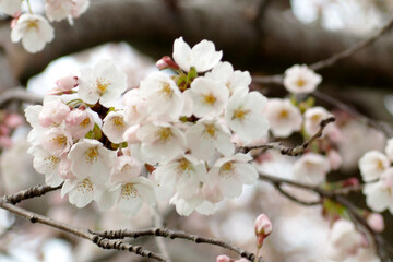 夕方の曇り空の桜